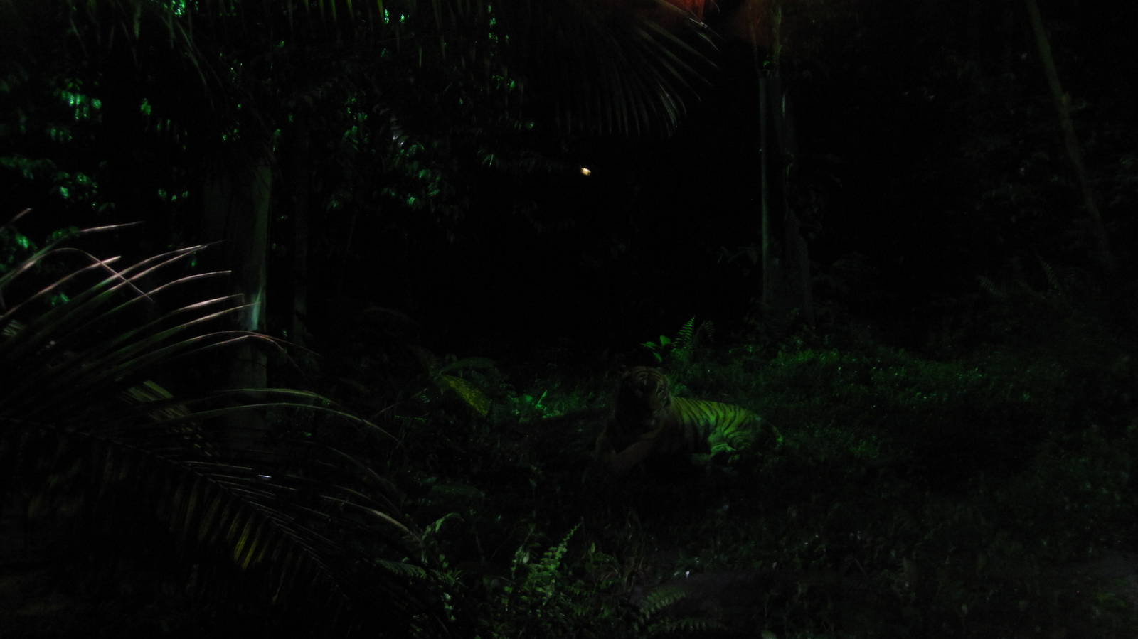 Indo-Malayan Region - Malayan Tiger exhibit