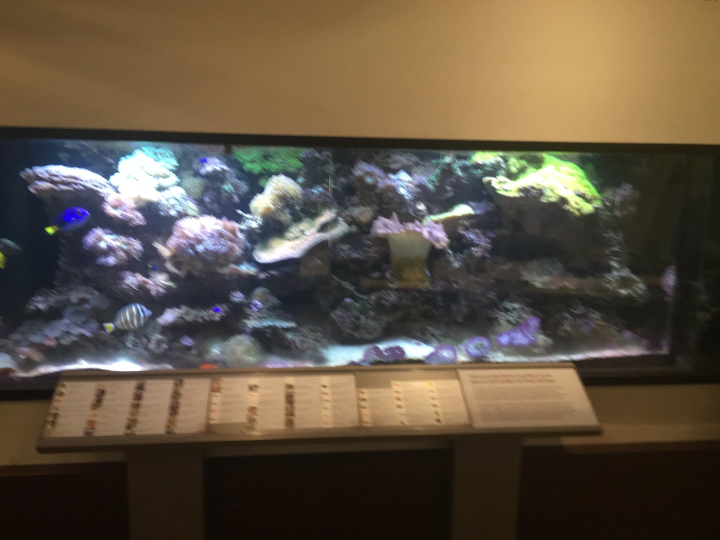 Indo-Pacific Aquarium - Royal Ontario Museum