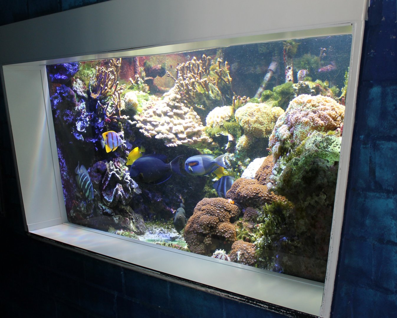 Indo-pacific Aquarium