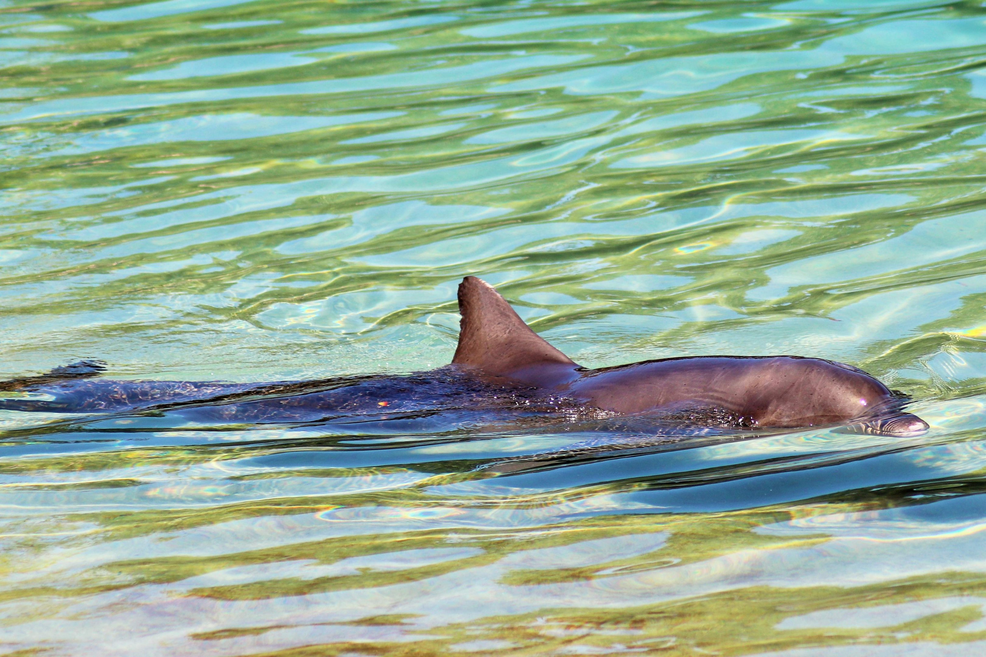 Indo-Pacific Bottlenose Dolphin (Tursiops aduncus)