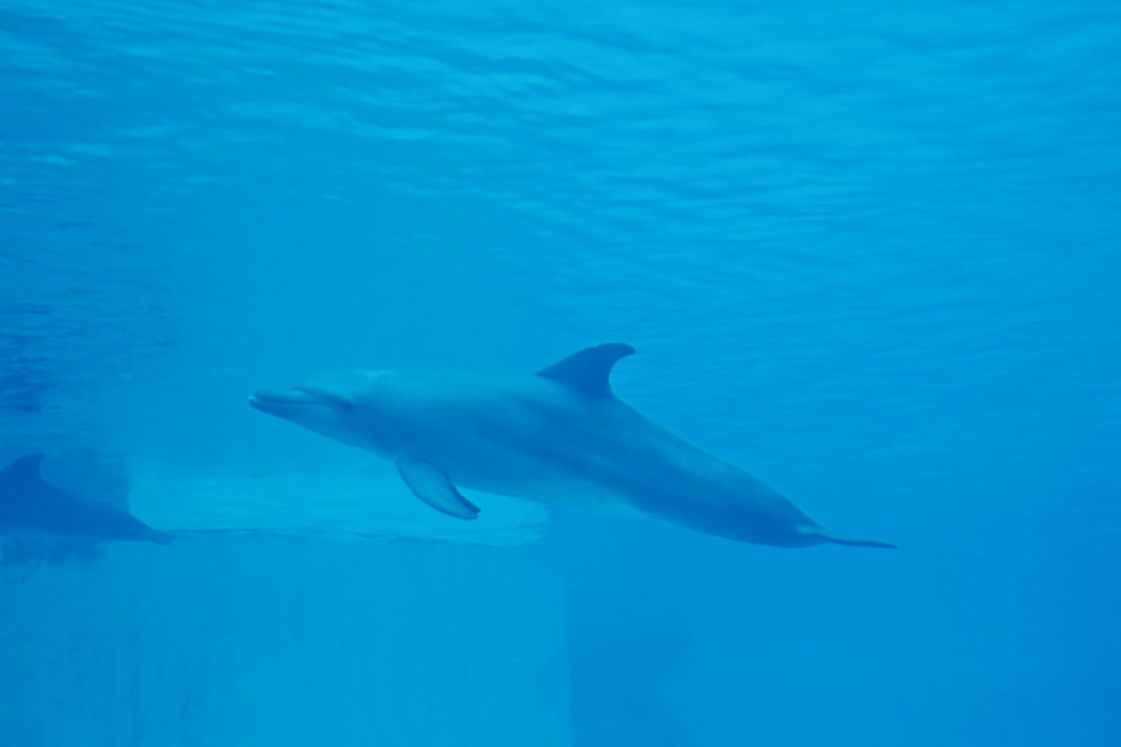 Indo-Pacific Bottlenose Dolphin (Tursiops aduncus)