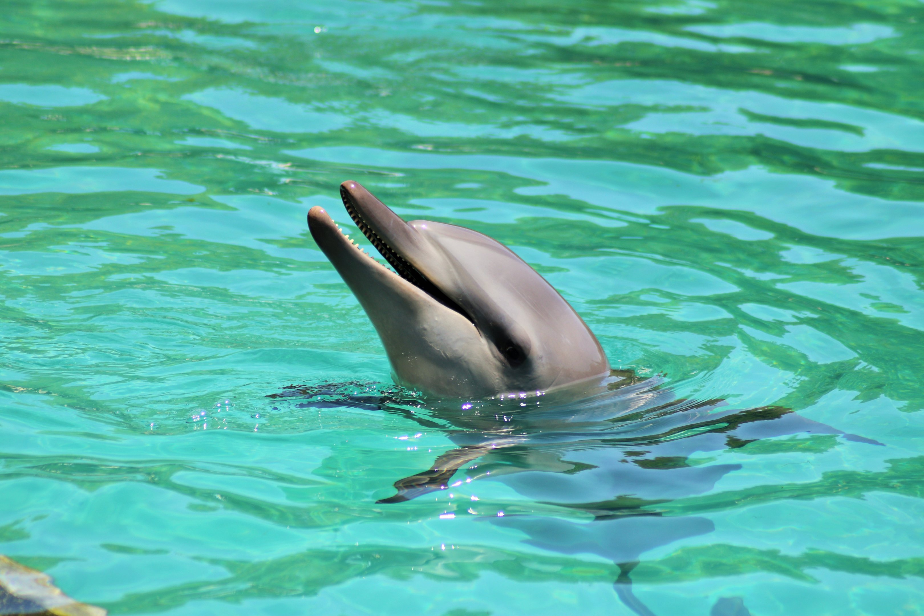 Indo-Pacific Bottlenose Dolphin (Tursiops aduncus)