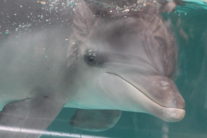 Indo-Pacific bottlenose dolphin (Tursiops aduncus)