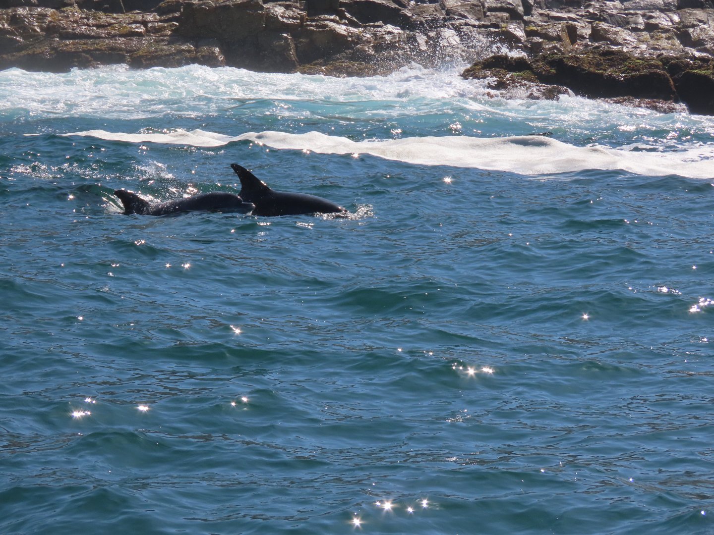 Indo-pacific bottlenose dolphin (Tursiops aduncus)