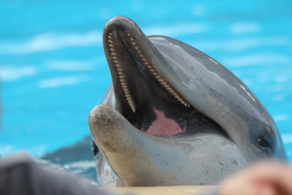 Indo-pacific Bottlenose Dolphin