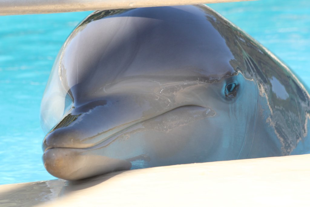 Indo-pacific Bottlenose Dolphin