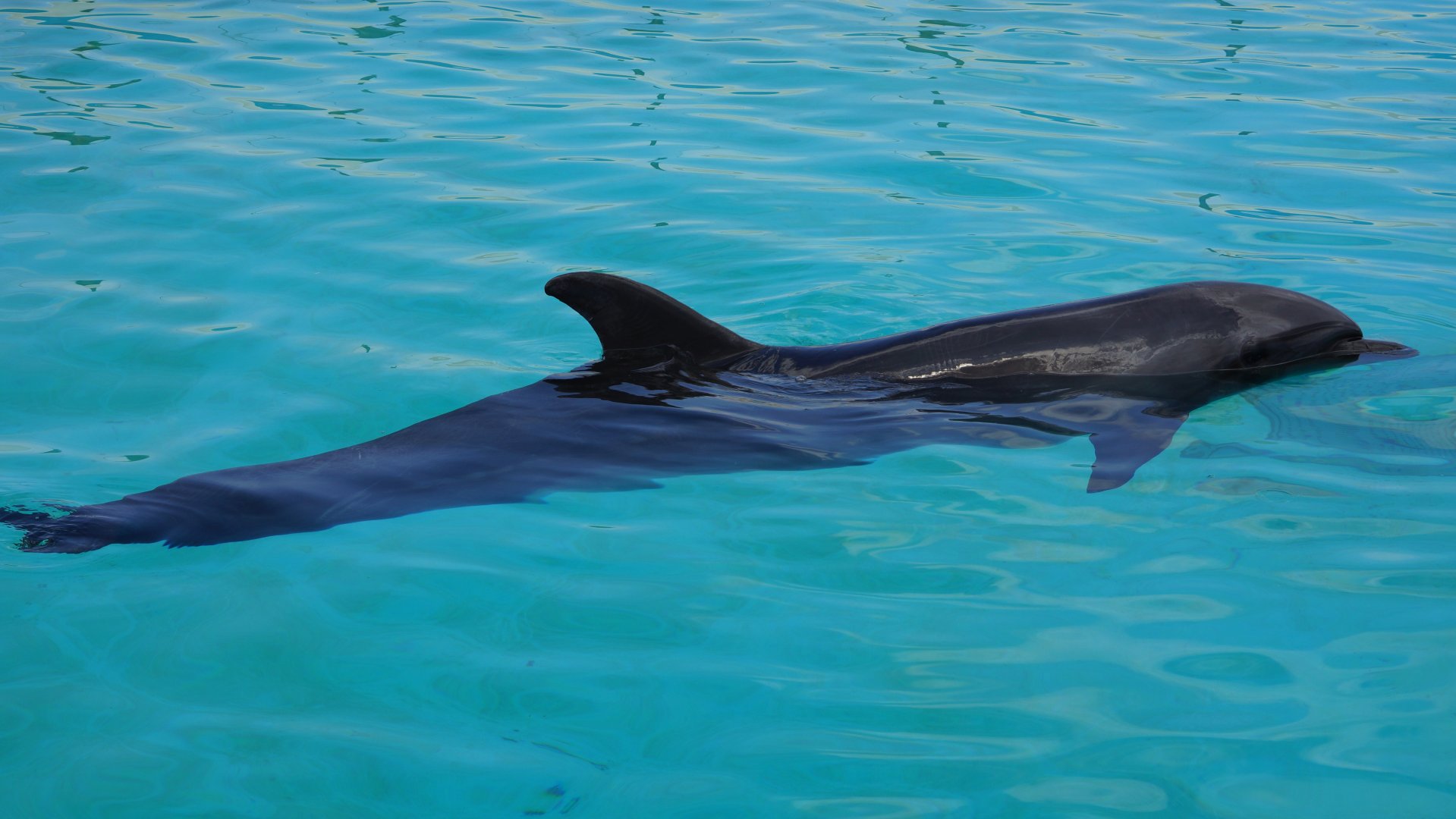 Indo-Pacific Bottlenose Dolphin
