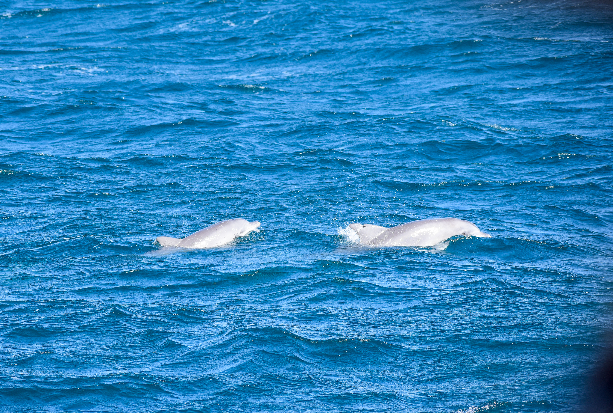 Indo-Pacific Bottlenose Dolphin