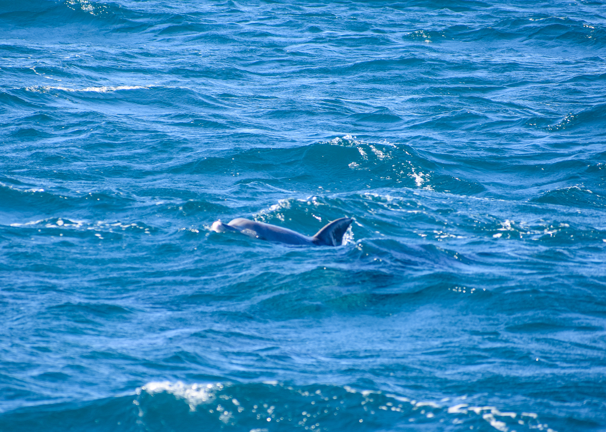 Indo-Pacific Bottlenose Dolphin