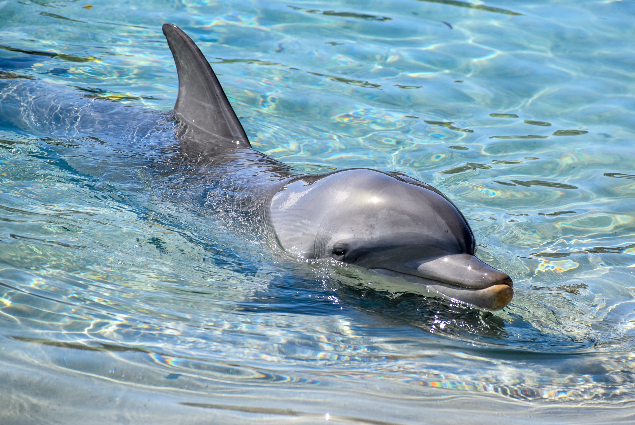 Indo-Pacific Bottlenose Dolphin
