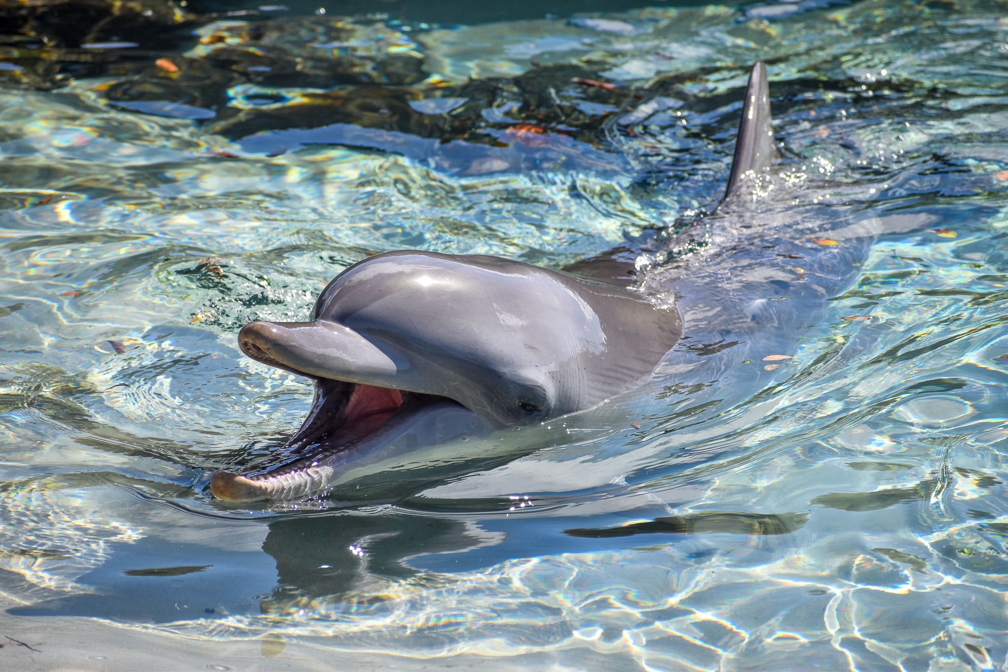 Indo-Pacific Bottlenose Dolphin