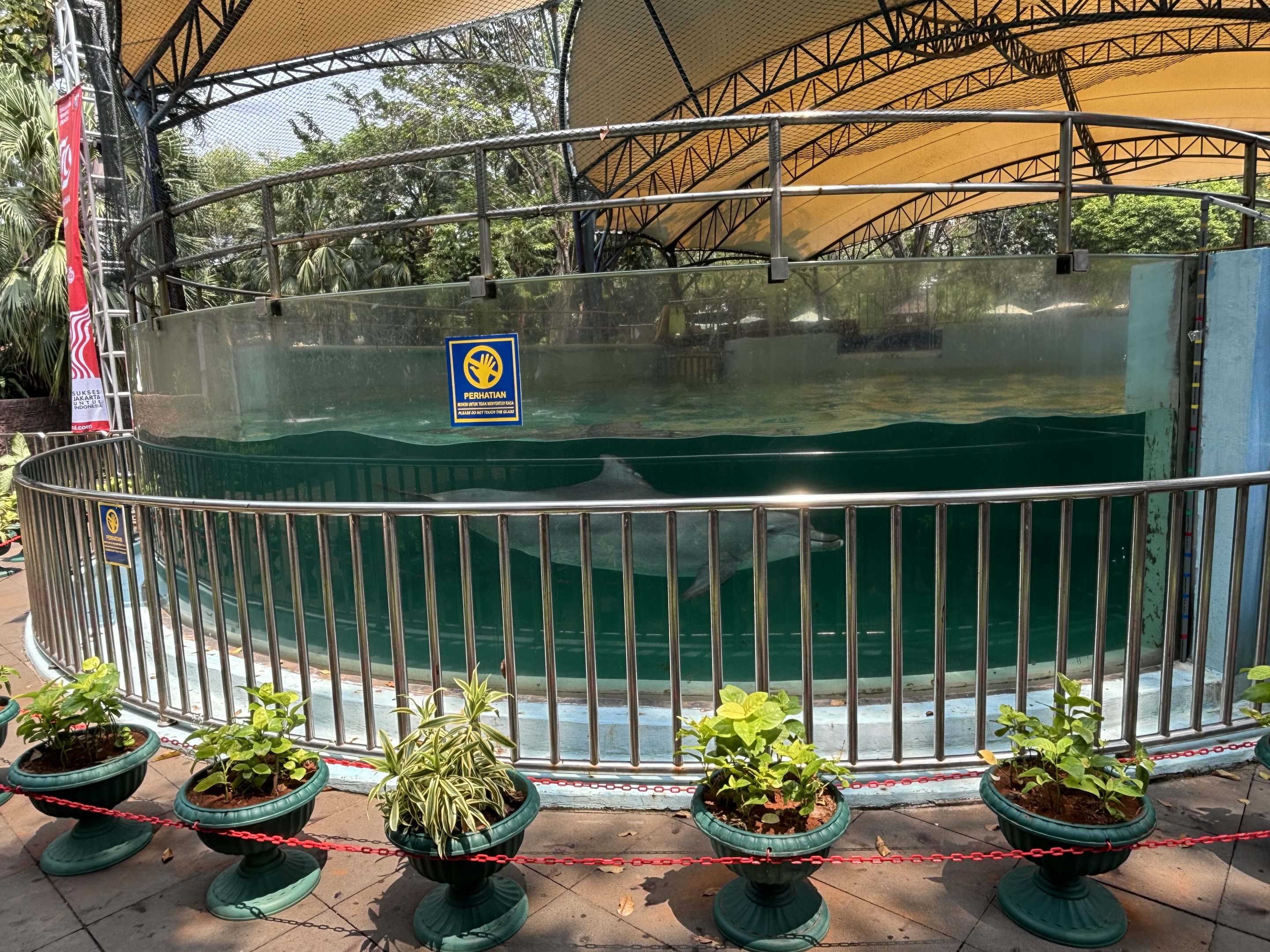 Indo-Pacific Bottlenose Dolphin