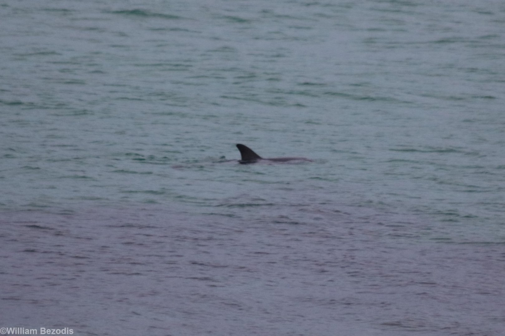 Indo-pacific Bottlenosed Dolphin - Rottnest Island