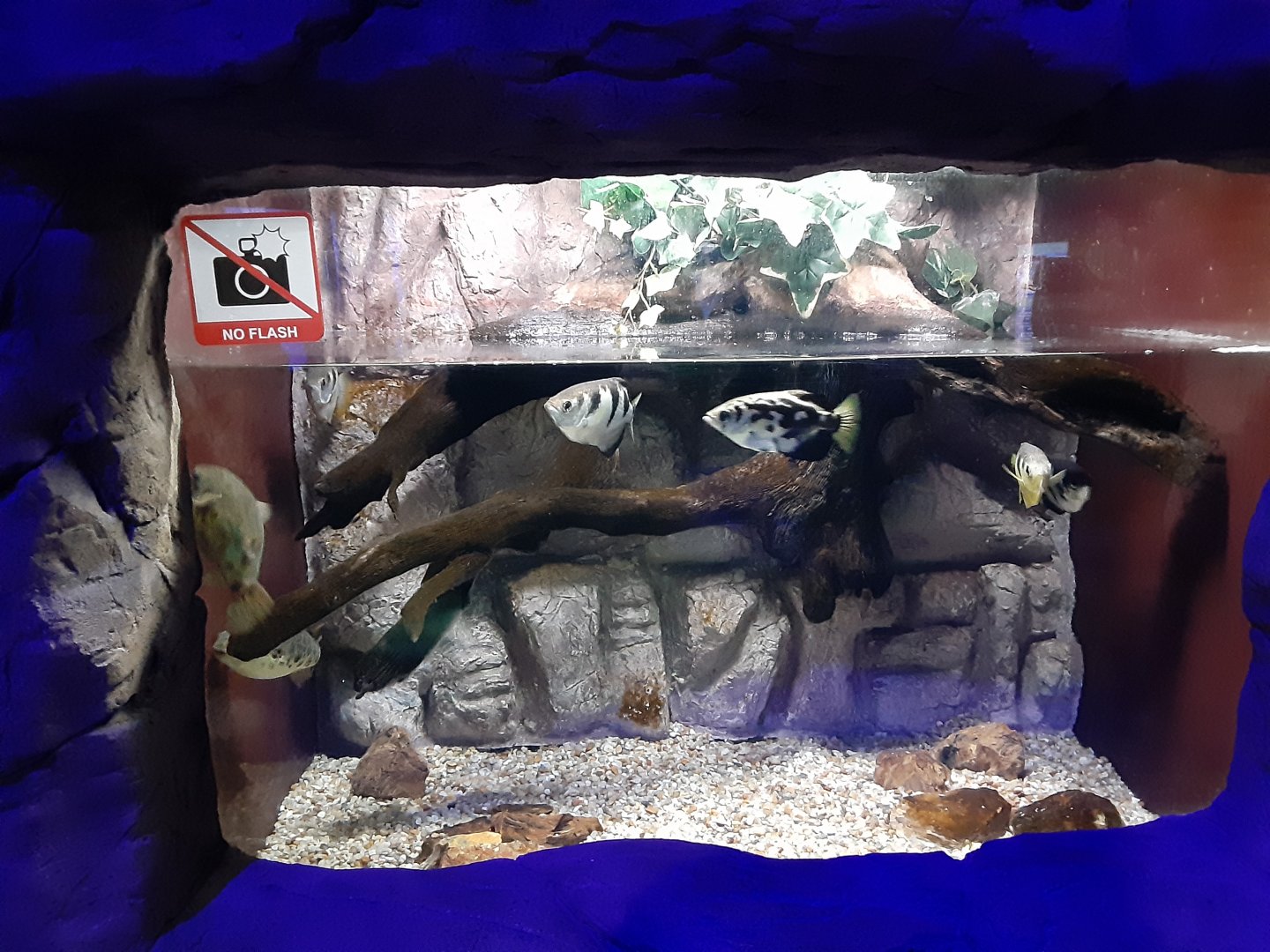 Indo Pacific Brackish Water Tank- with Archerfish!