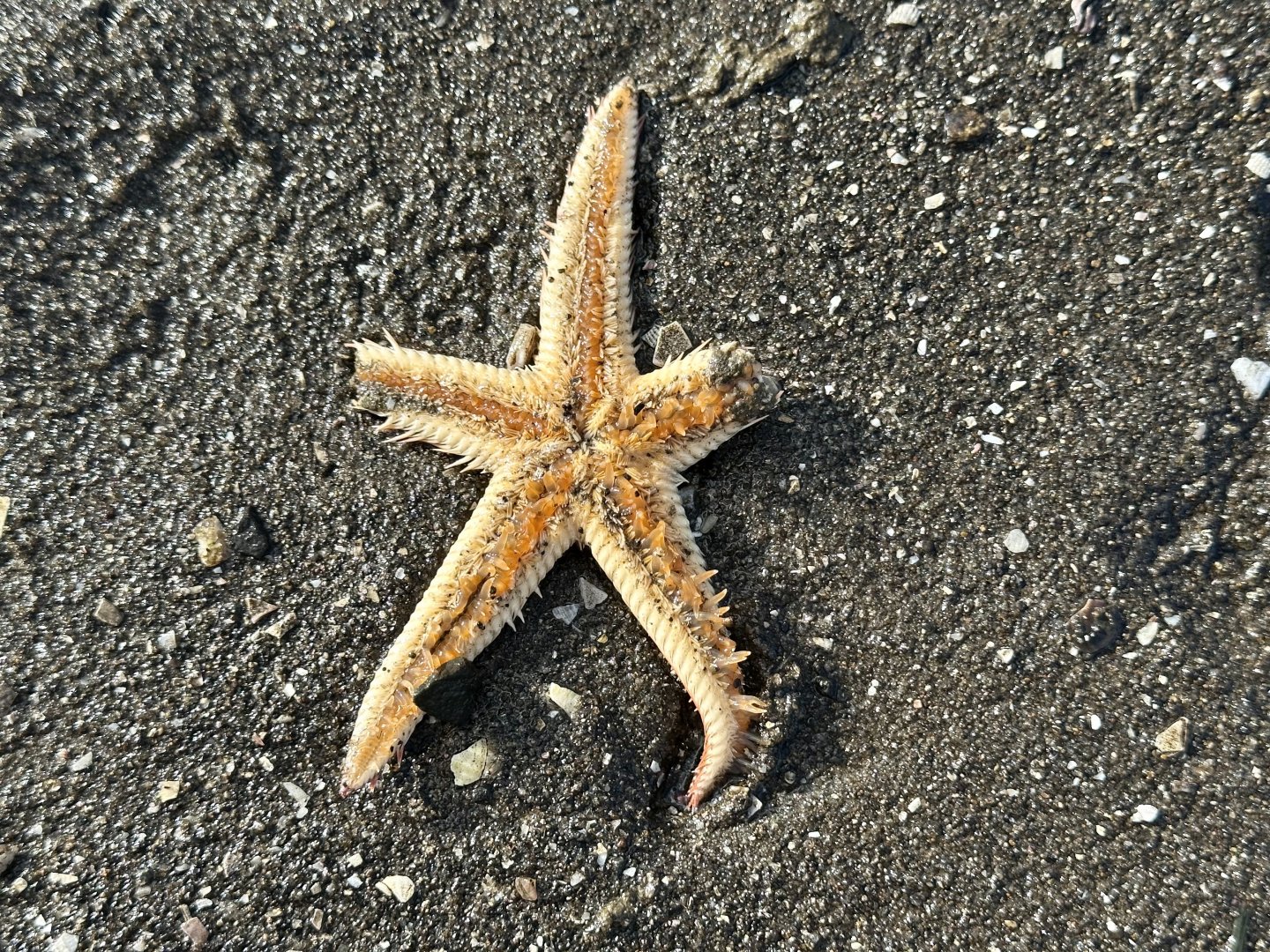 Indo-Pacific comb star (Astropecten polyacanthus)