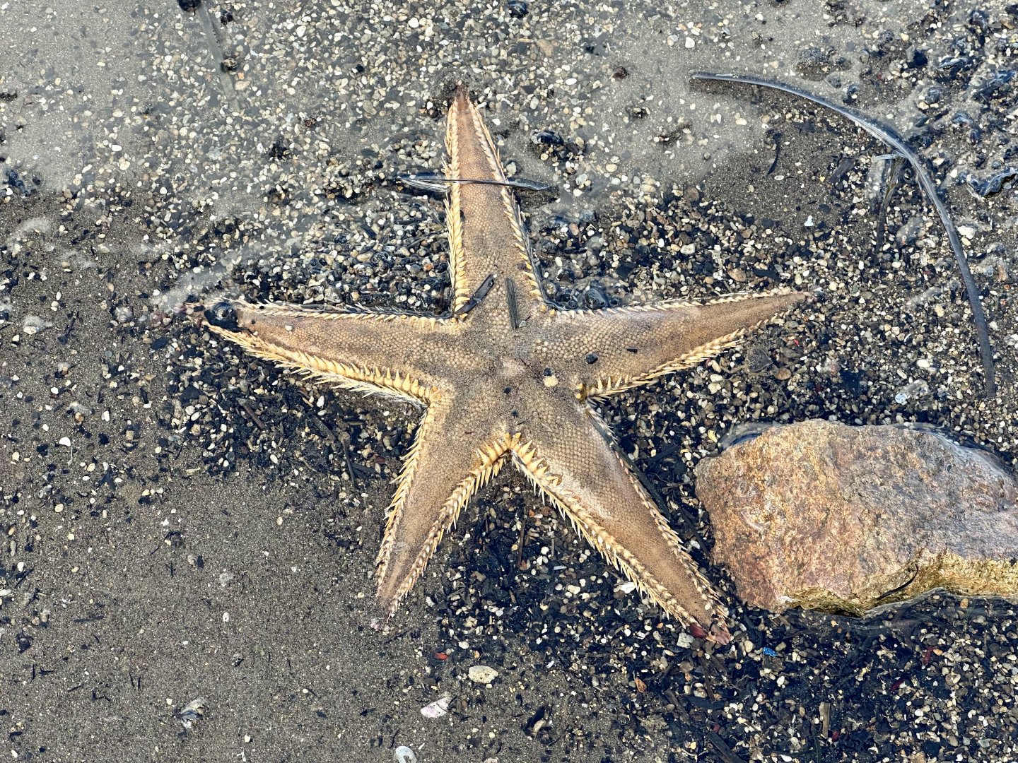 Indo-Pacific comb star (Astropecten polyacanthus)