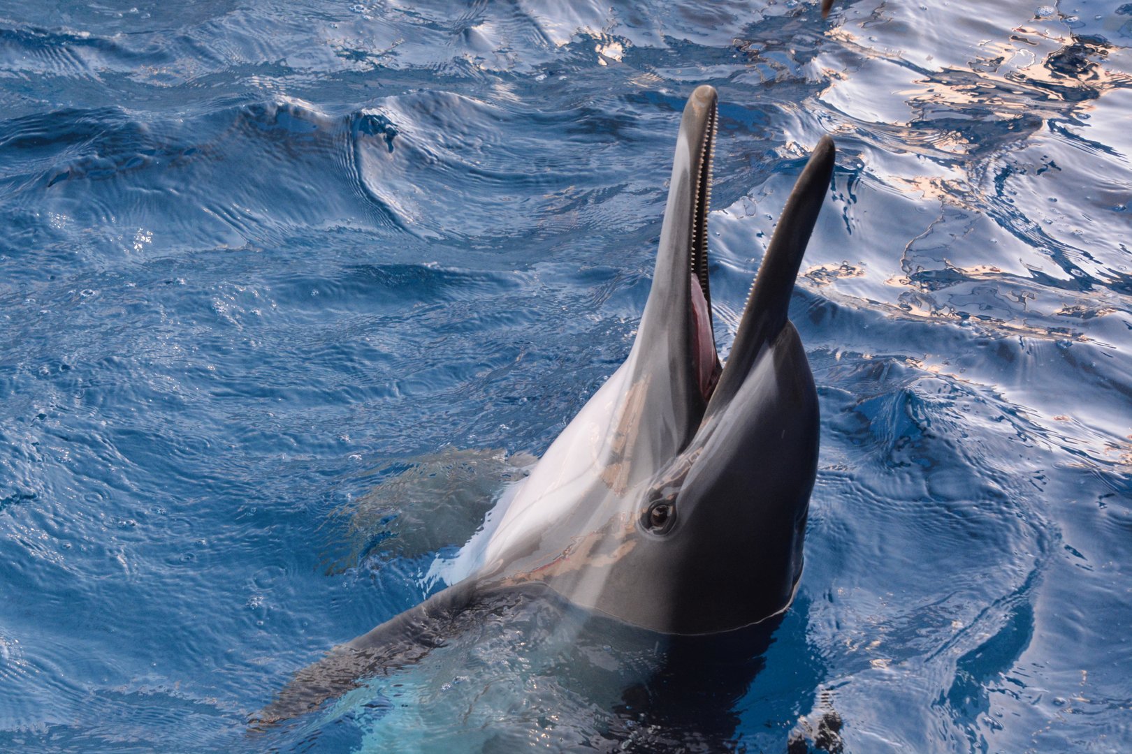 Indo-Pacific common dolphin (Delphinus delphis cf. tropicalis)
