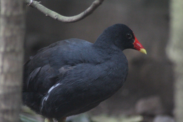 Indo-Pacific common moorhen (Gallinula chloropus)