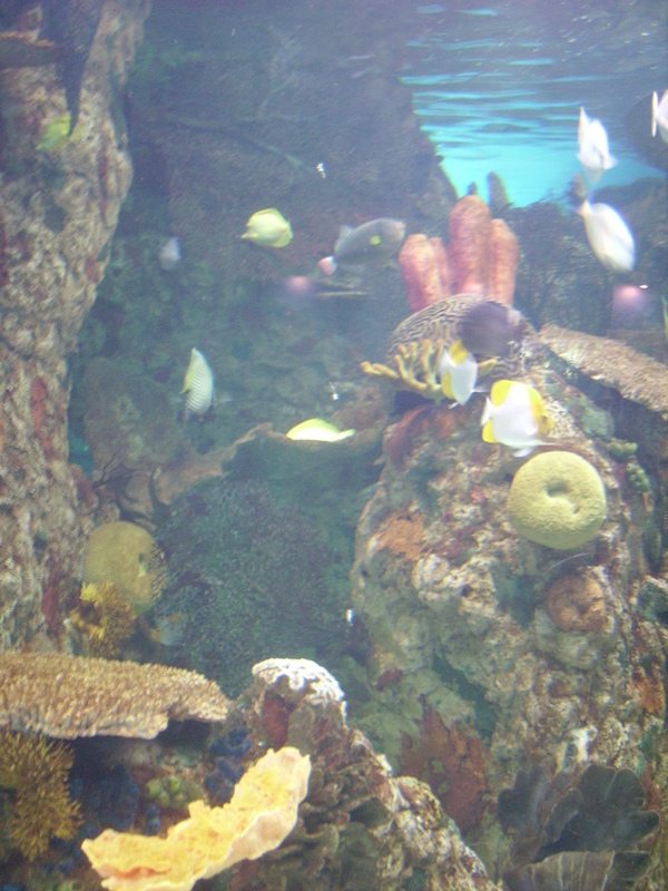 Indo-Pacific Coral Reef - Aquarium/Reptile Complex