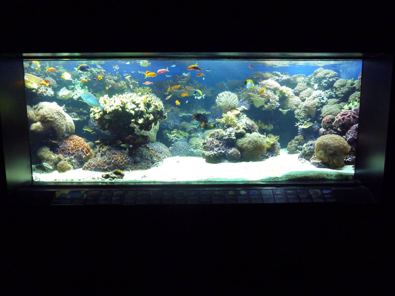 Indo-Pacific Coral Reef Exhibit