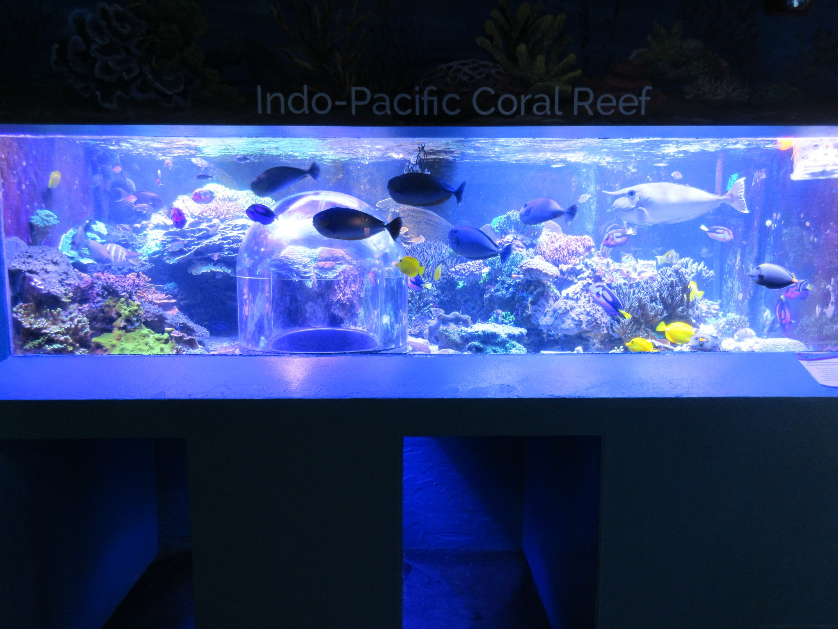 Indo-Pacific Coral Reef Exhibit