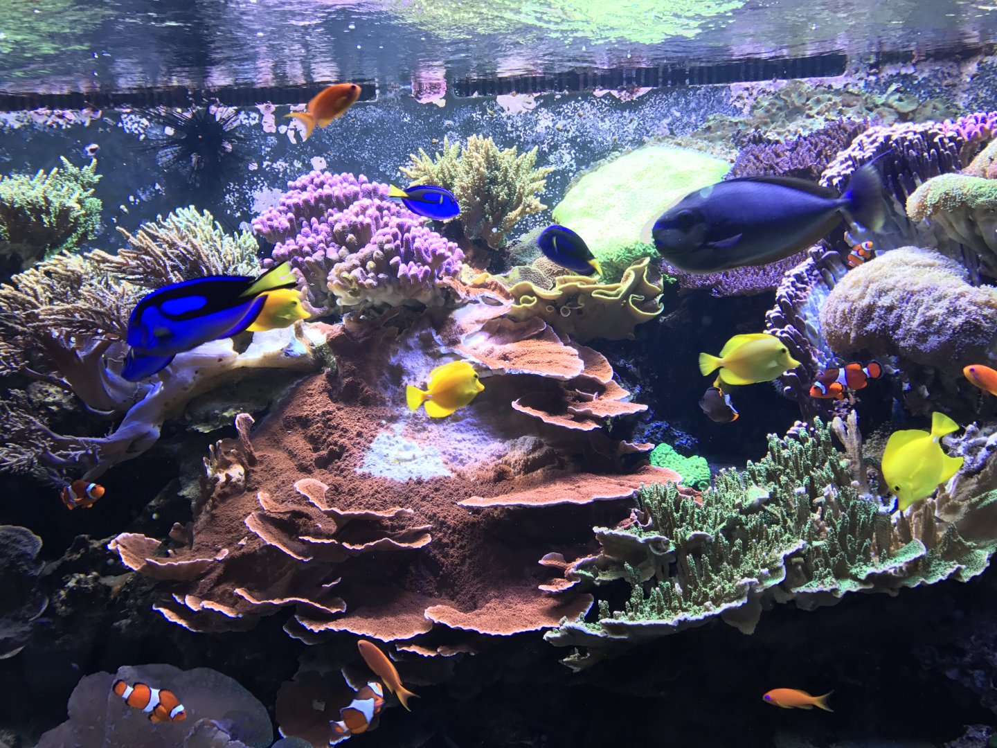 Indo-Pacific Coral Reef Tank
