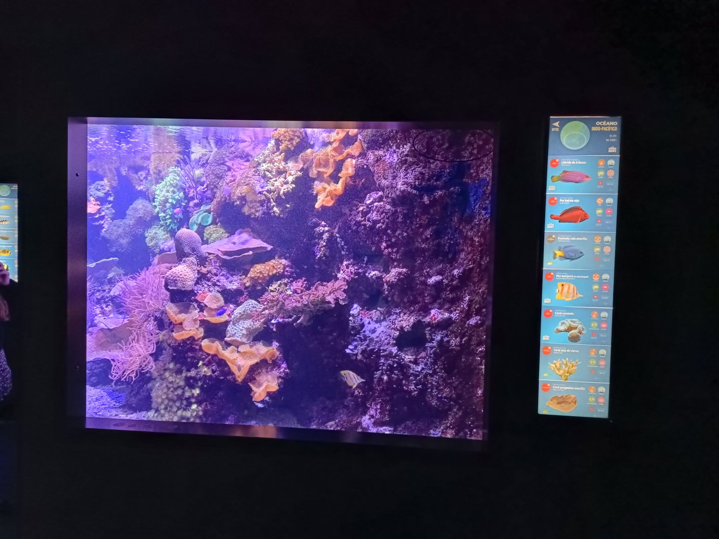 Indo-Pacific exhibit - Bioparc Acuario de Gijón