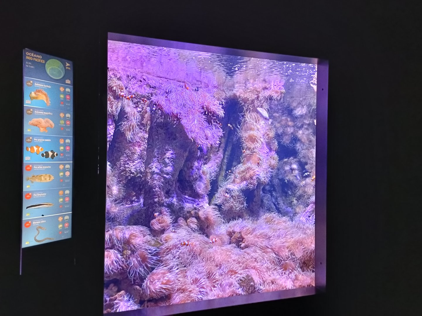 Indo-Pacific exhibit - Bioparc Acuario de Gijón