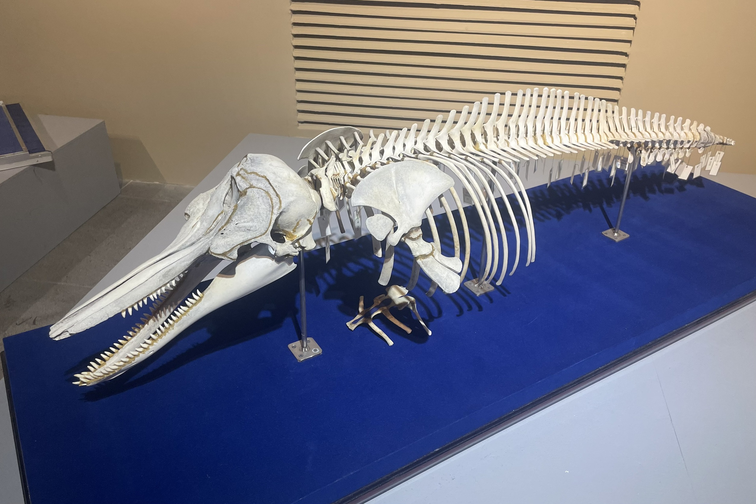 Indo-Pacific finless porpoise (Neophocaena phocaenoides)  Specimen