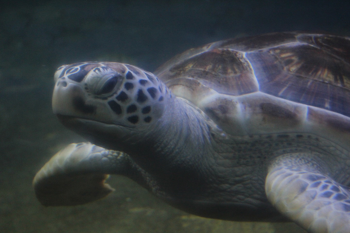 Indo-Pacific green sea turtle (Chelonia mydas 'japonica')