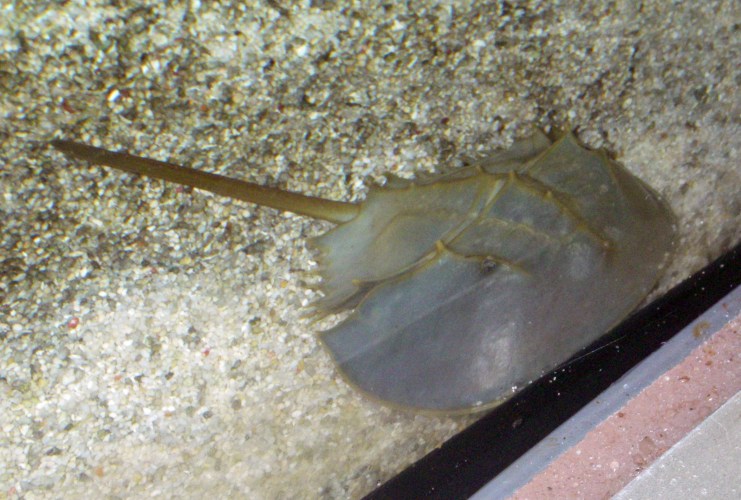 Indo-Pacific Horseshoe Crab (Carcinoscorpius rotundicauda)