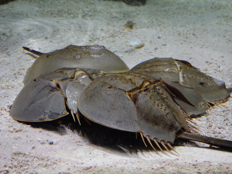 Indo-Pacific horseshoe crab (Tachypleus gigas)