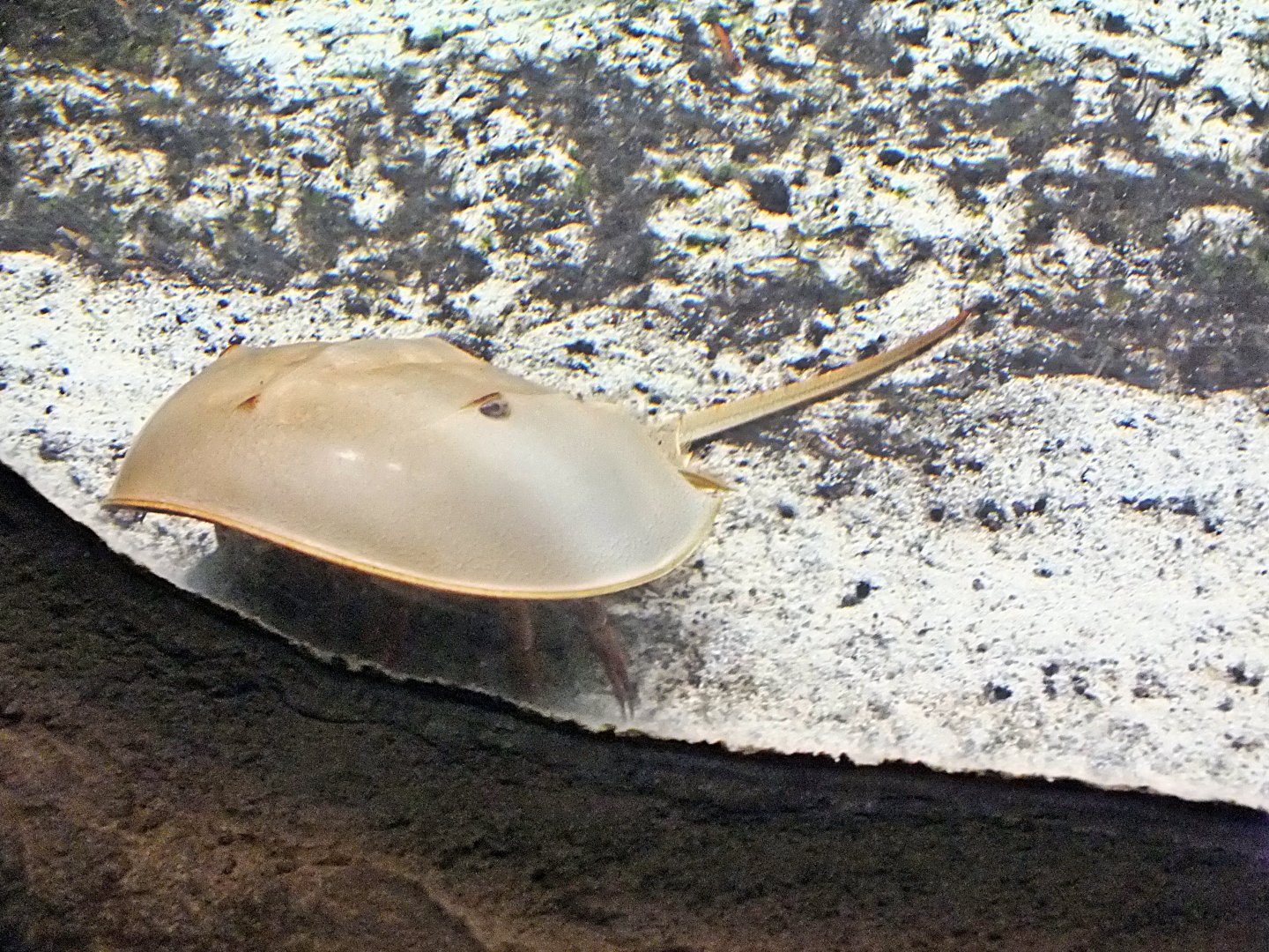 Indo-Pacific horseshoe crab