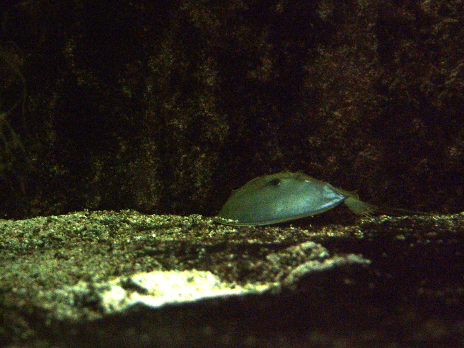 Indo-Pacific Horseshoe Crabs at Berlin Zoo Aquarium, 31/08/11