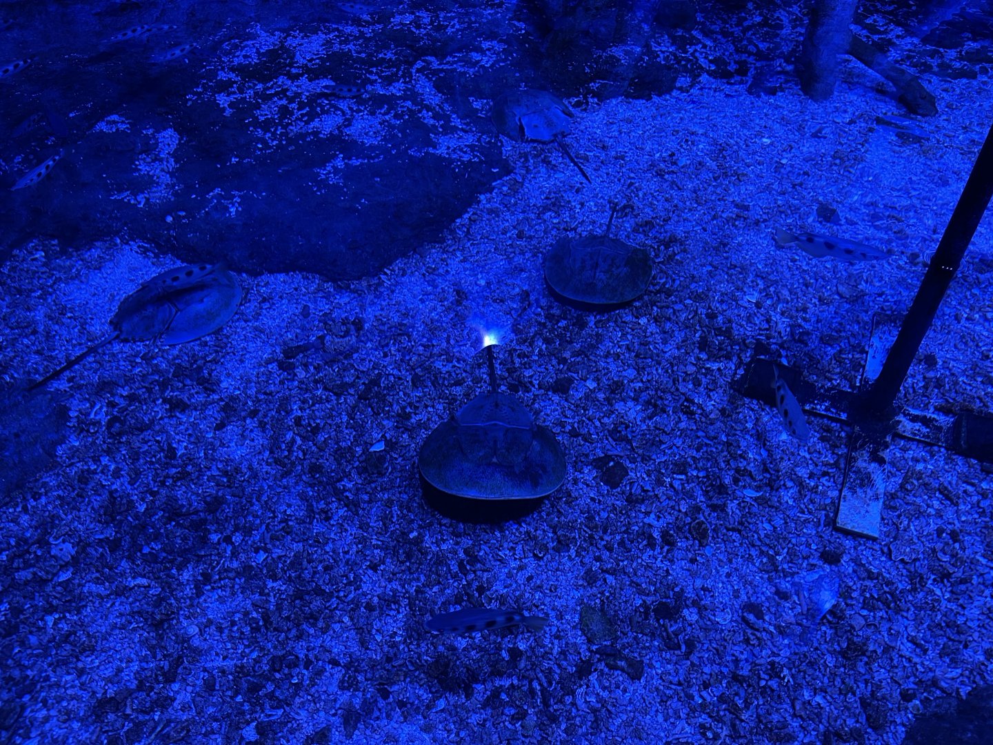 indo-pacific horshoe crab (tachypleus gigas) - BX Sea