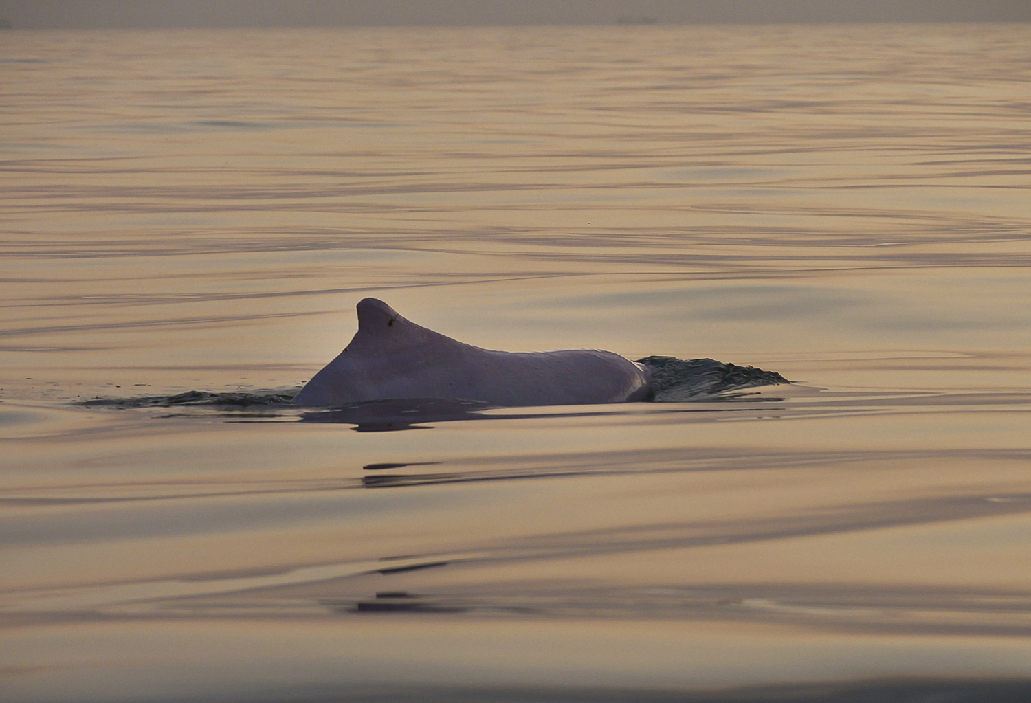 Indo-Pacific humpback dolphin (Sousa chinensis)