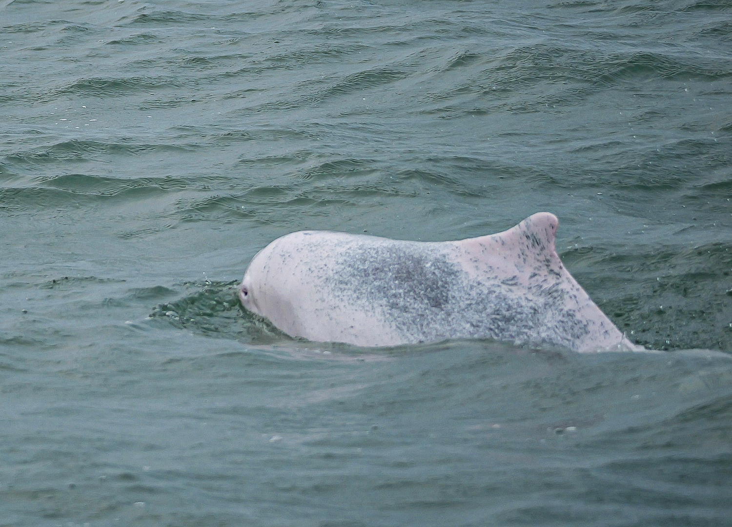 Indo-Pacific humpback dolphin (Sousa chinensis)