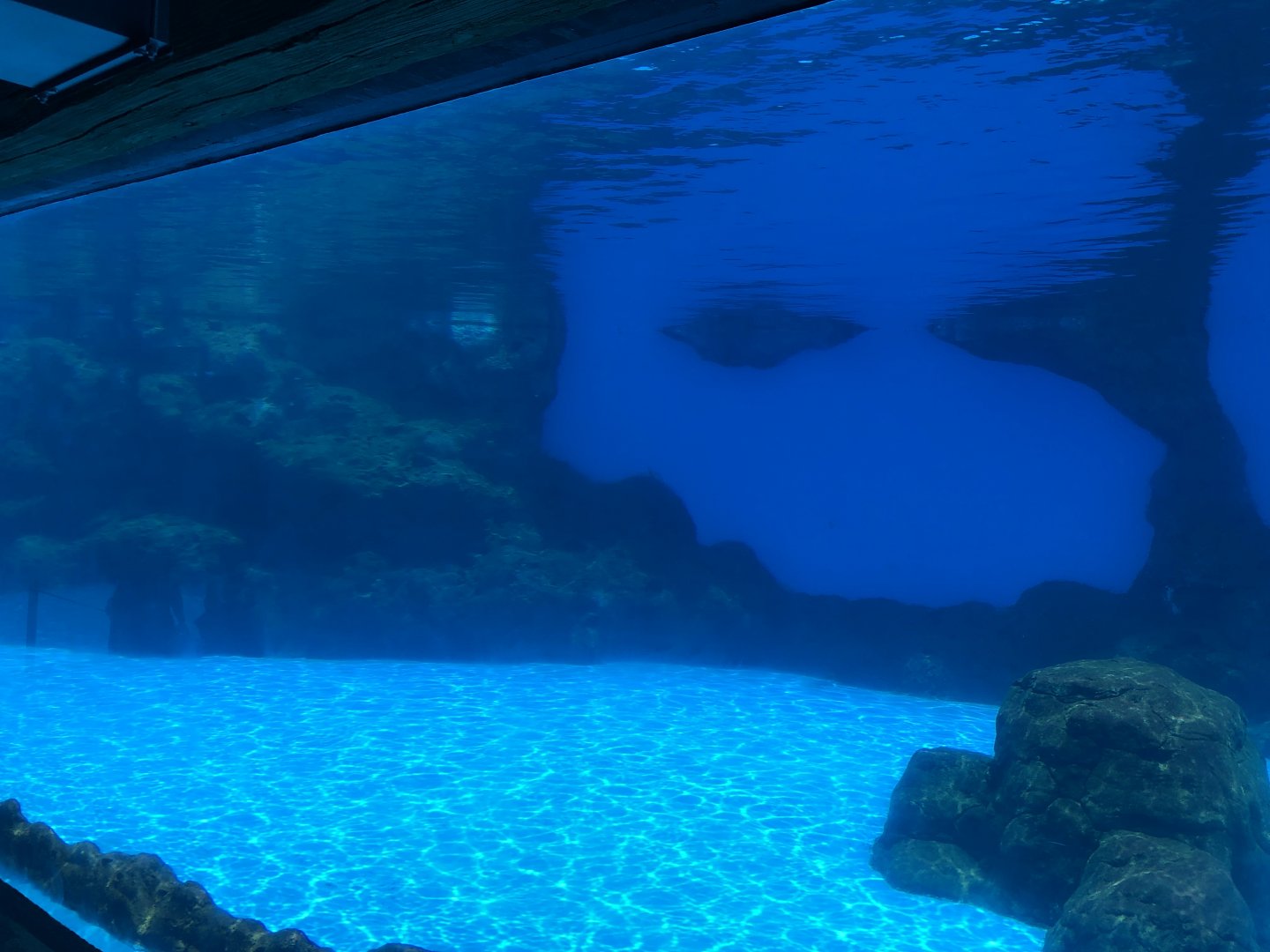 Indo-Pacific Humpback Dolphin Underwater Viewing