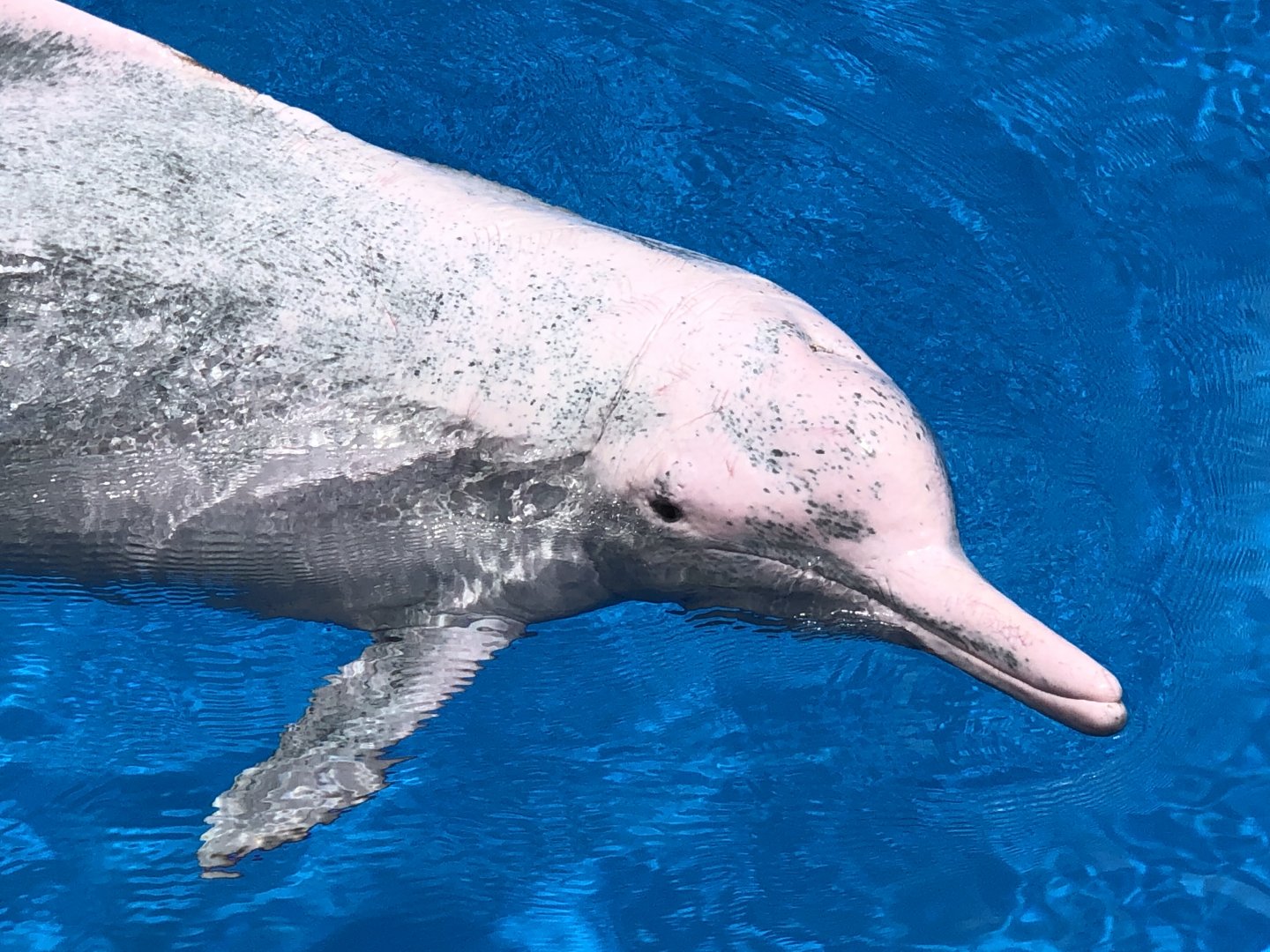 Indo-Pacific Humpback Dolphin