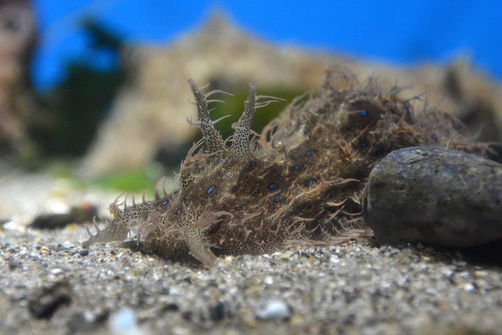 Indo-Pacific ragged sea hare (Bursatella leachii leachii)