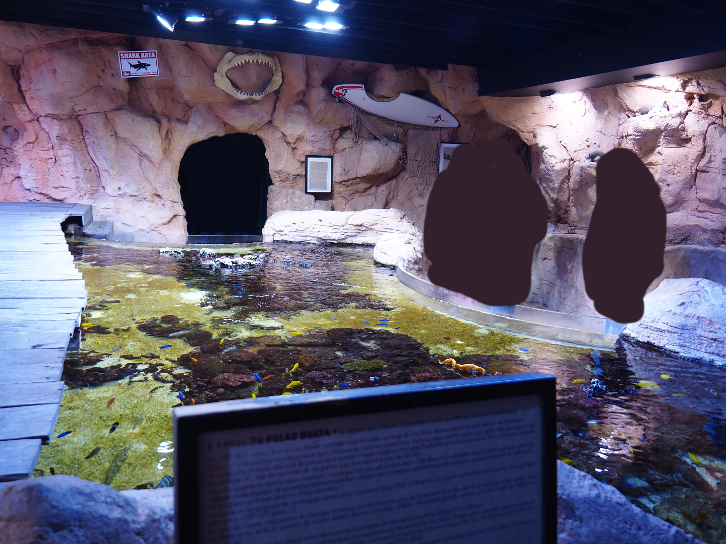 Indo-Pacific reef aquarium, 2019-10-05