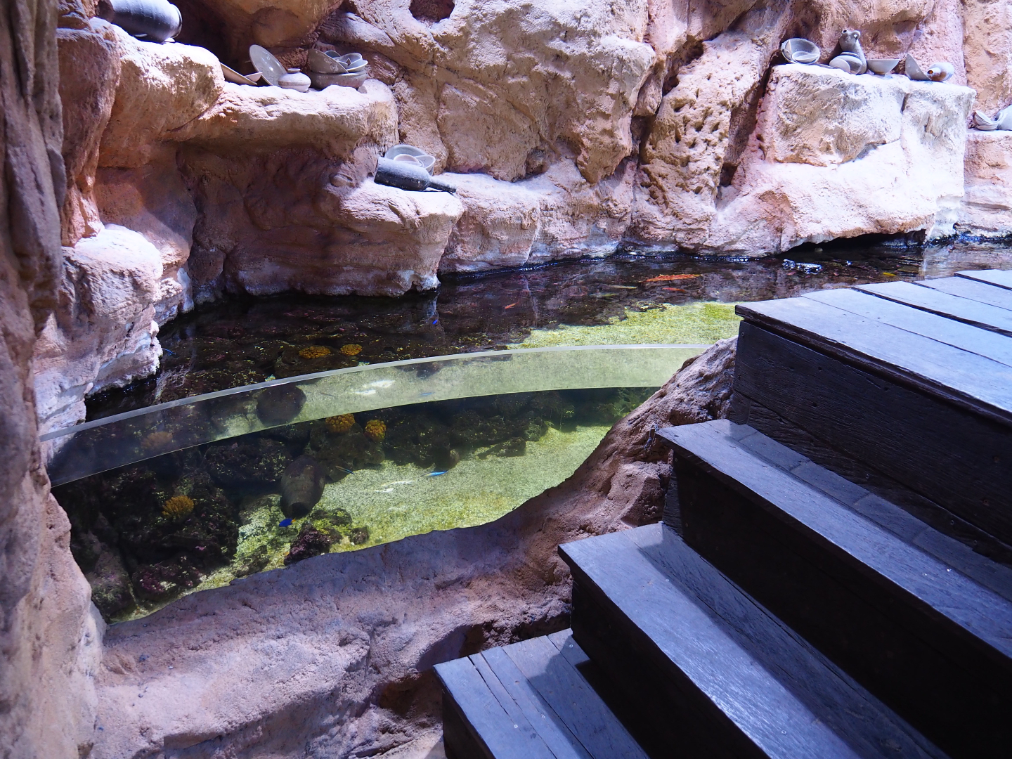 Indo-Pacific reef aquarium, 2019-10-05