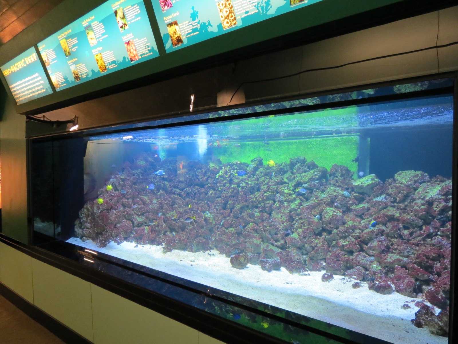 Indo-Pacific Reef Exhibit