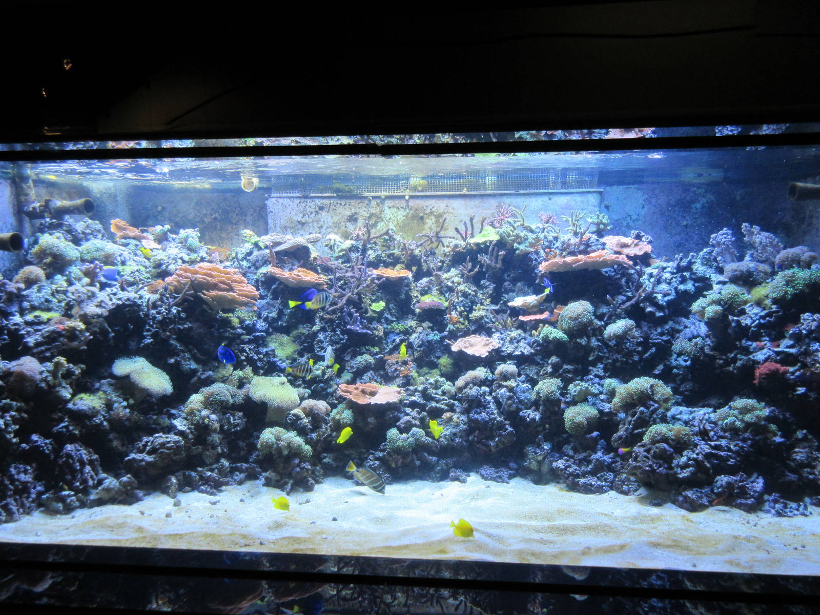 Indo-Pacific Reef Exhibit