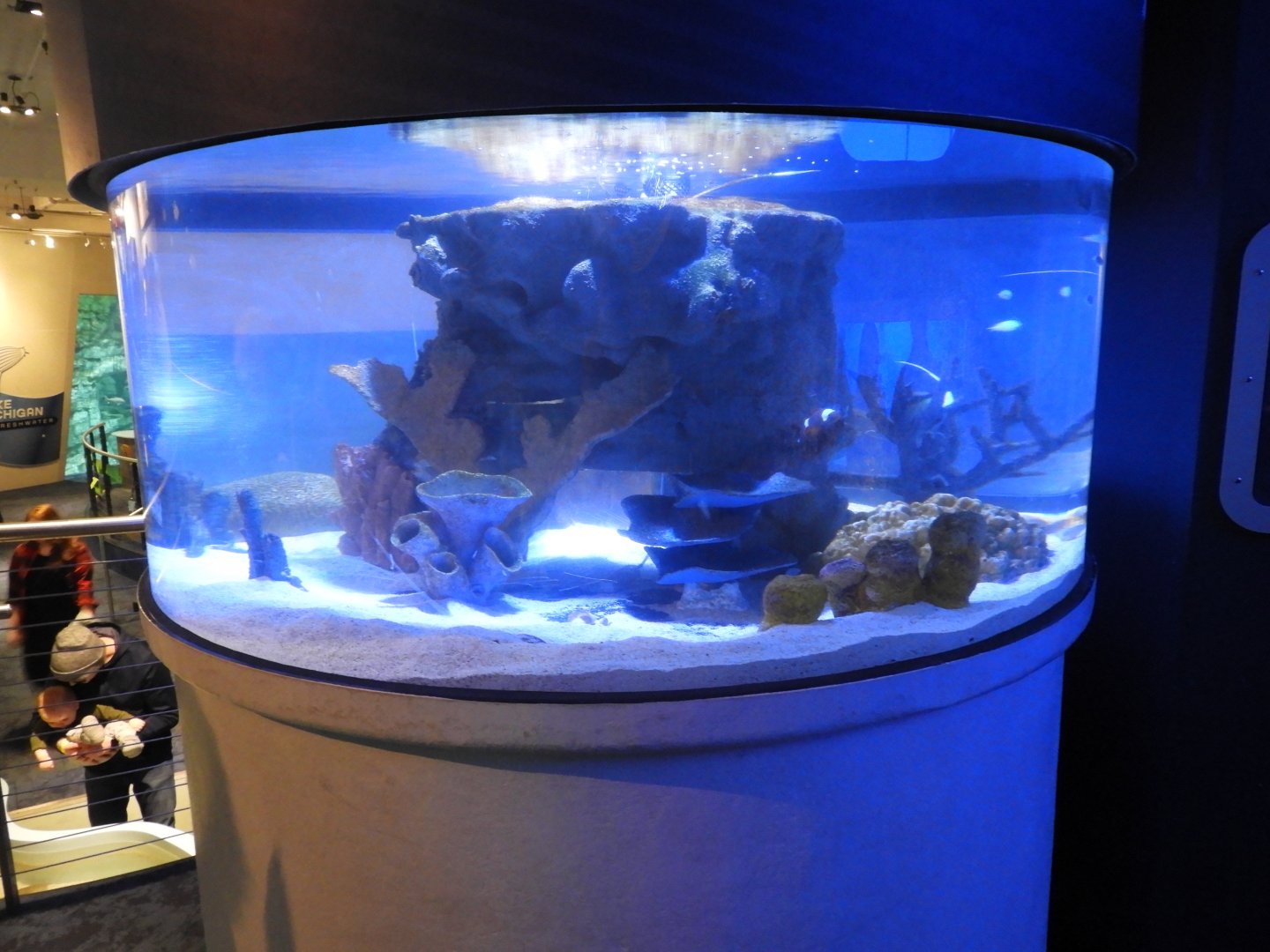 Indo-Pacific Reef tank - Reiman Aquarium