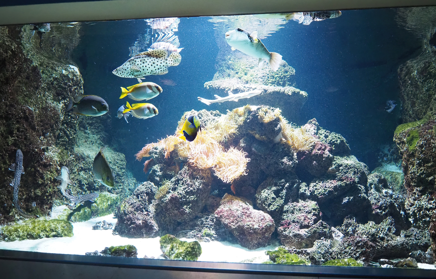 Indo-Pacific reef tank with Epaulette shark, Coral catshark, Red lionfish, Humpack grouper and Spinefoot, 2022-10-29