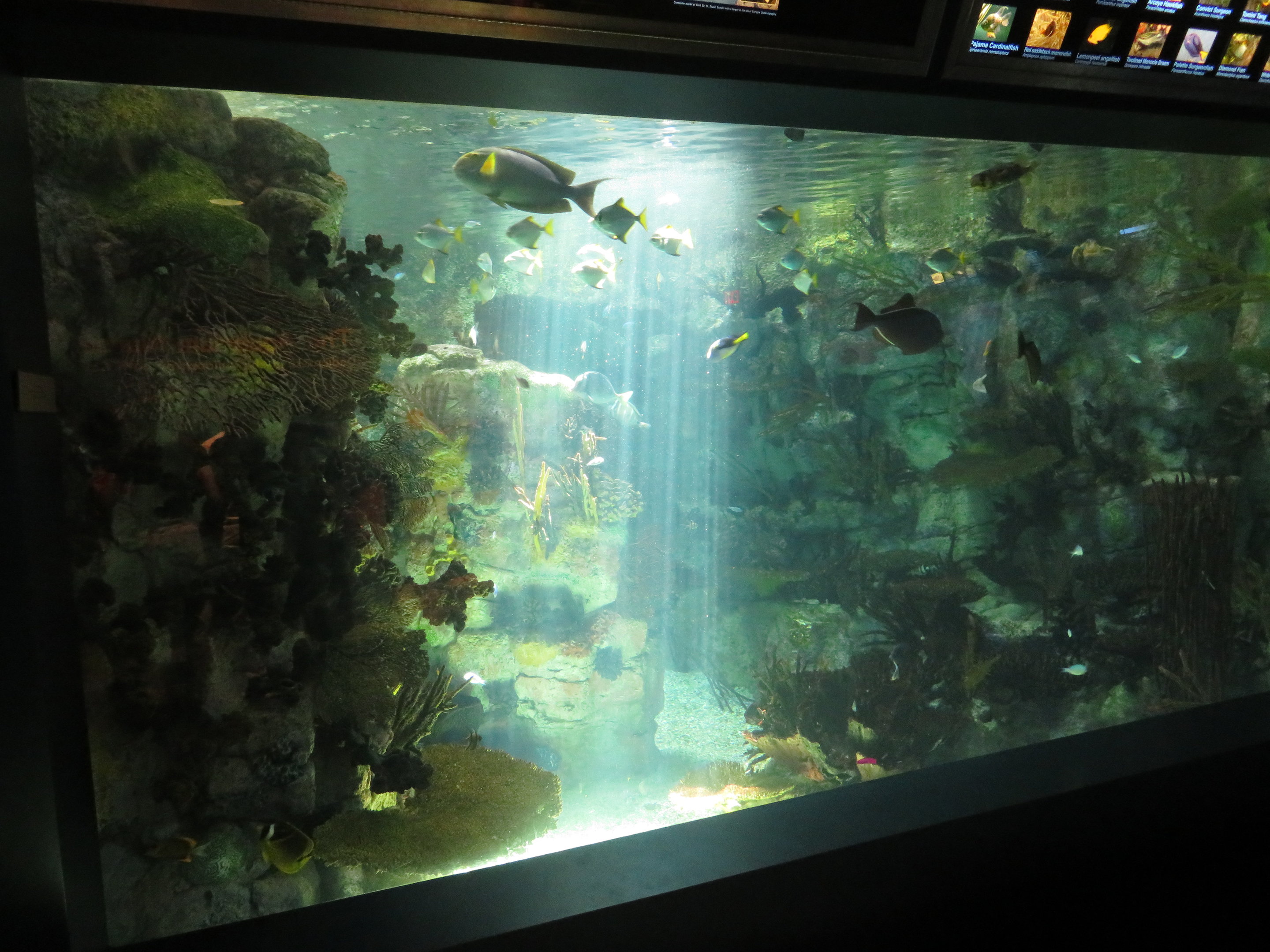 Indo-Pacific Reef Tank