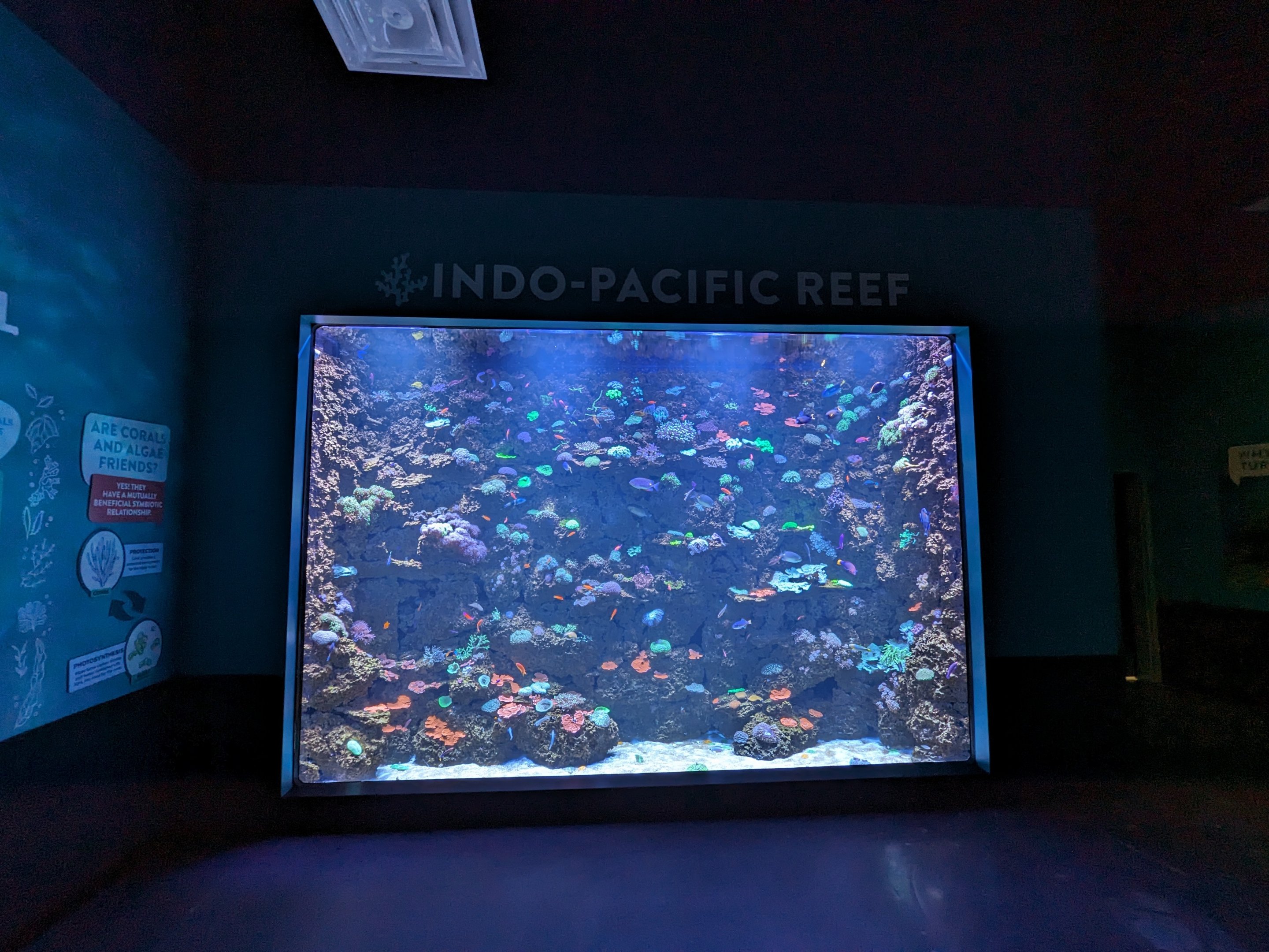 Indo-Pacific Reef tank