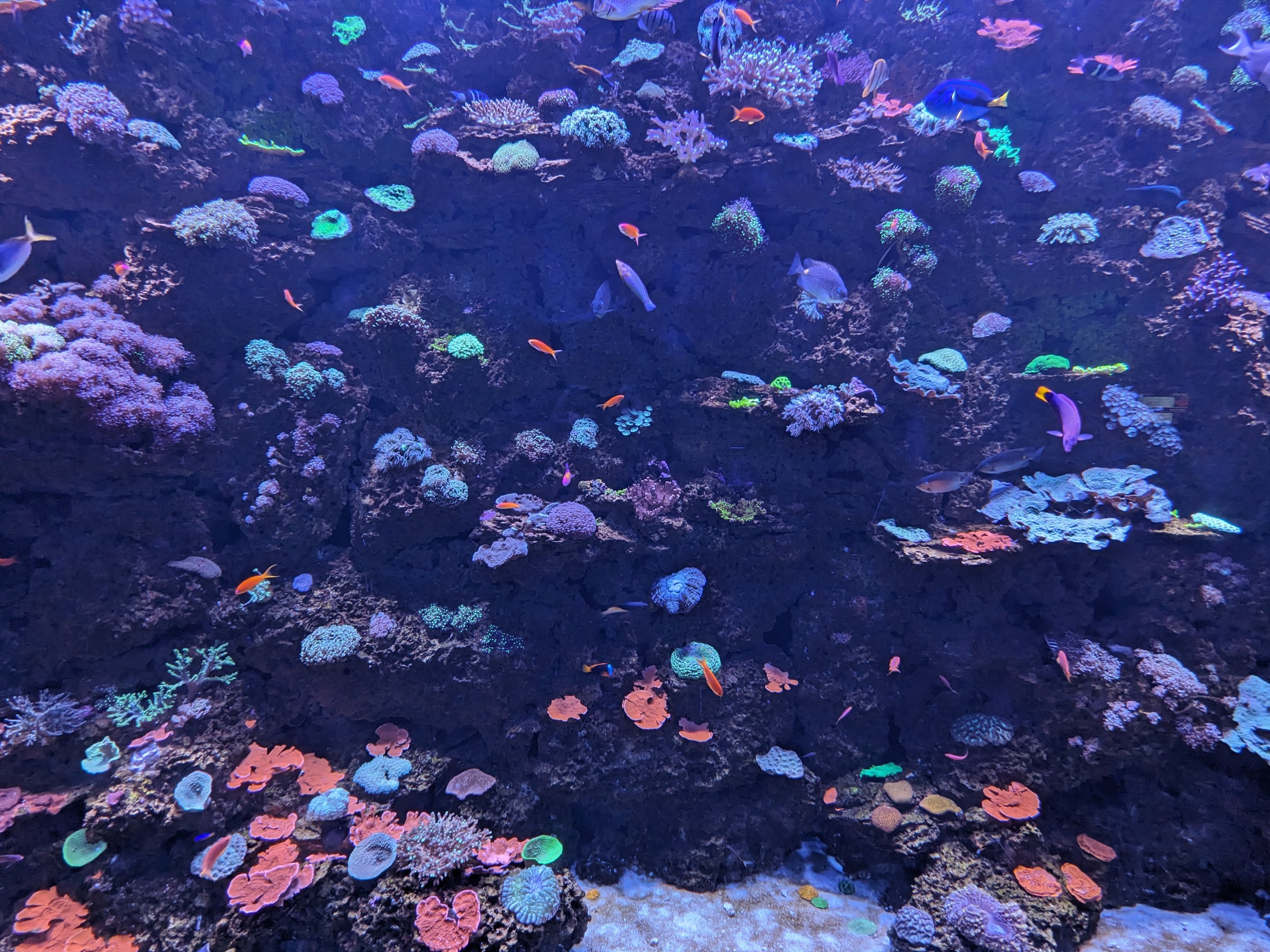 Indo-Pacific Reef tank
