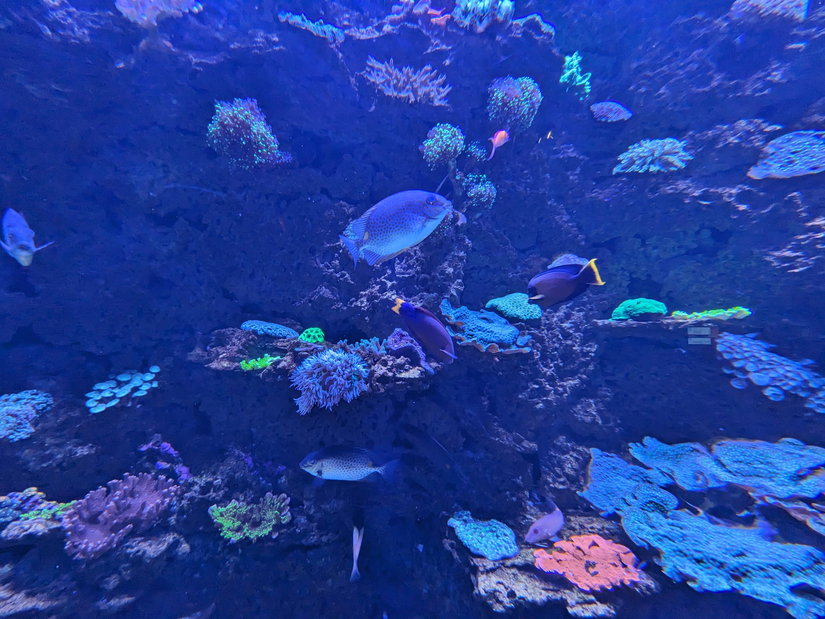Indo-Pacific Reef tank